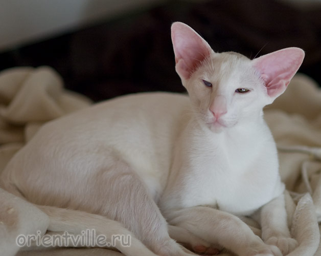 6 месяцев