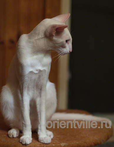 9 месяцев
