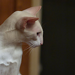 9 месяцев