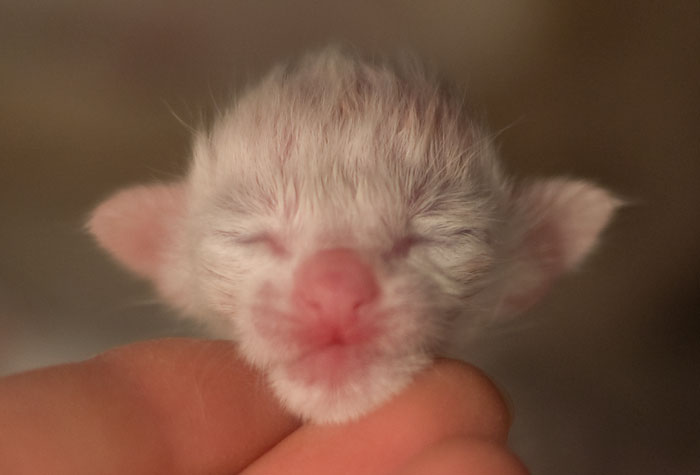 Новорожденный котенок