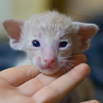 Ориентальный котенок