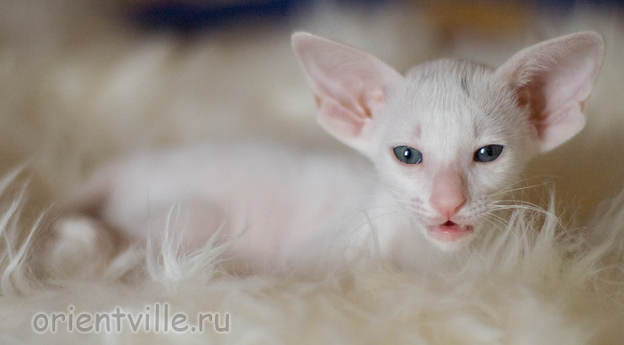 1,5 месяца