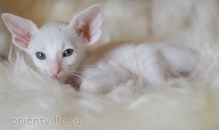 1,5 месяца