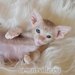 Ориентальный котенок