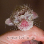 Ориентальный котенок