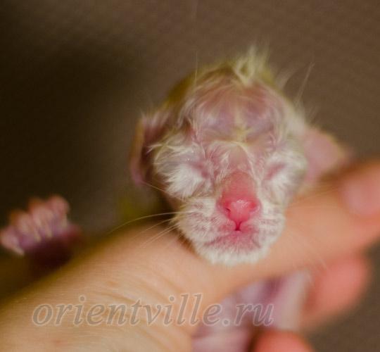Новорожденный котенок