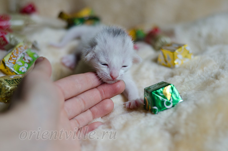 7 дней