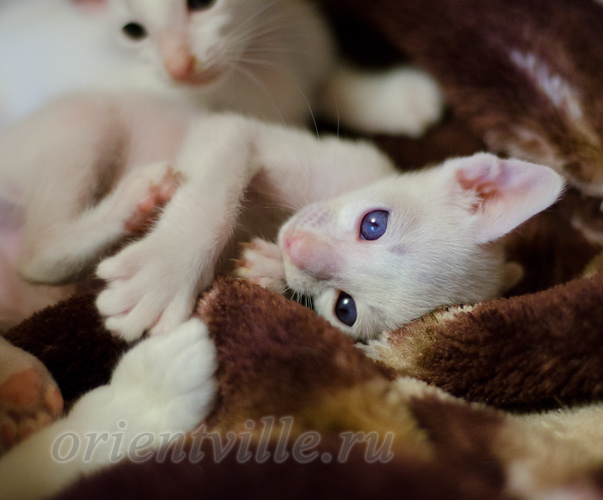 1 месяц