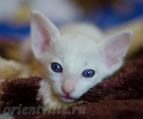 1 месяц