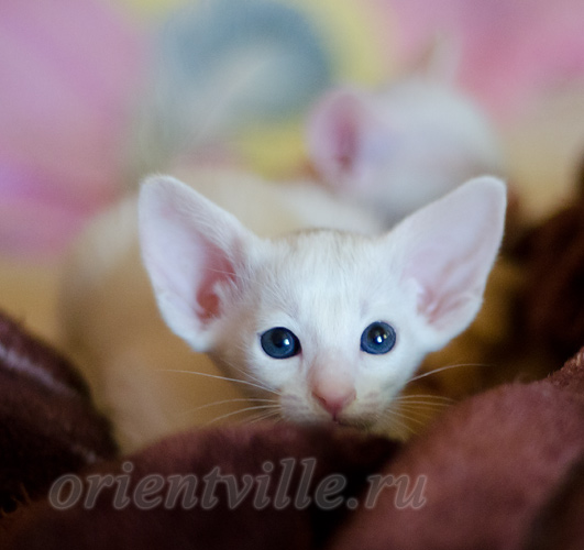 1 месяц