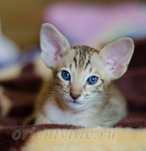 1 месяц
