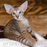 Ориентальный котенок