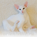 Orientville's Neytiri (ORI w 64)