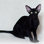 Night Fury