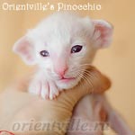 Сиамский котенок
