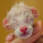 Сиамский котенок