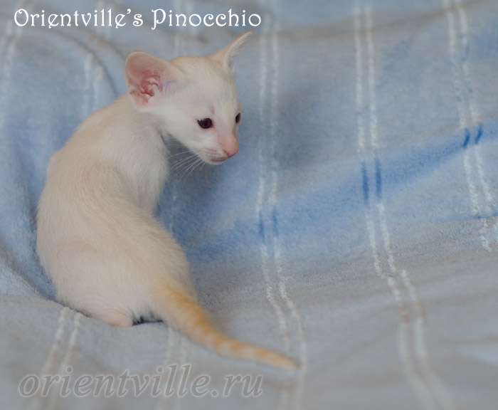 Пиноккио, 1 мес