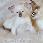 Праймус, 1.5 мес