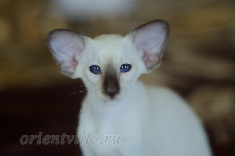 Праймус, 2.5 мес