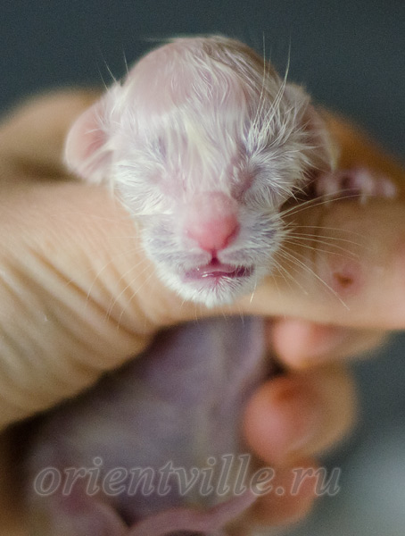 Новорожденный котенок
