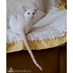 Сиамская кошка. 1 год