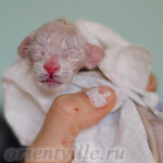 Сиамский котенок