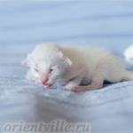 Сиамский котенок. 5 дней
