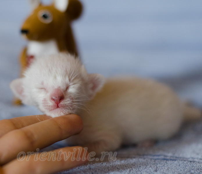 Сиамский котенок. 5 дней