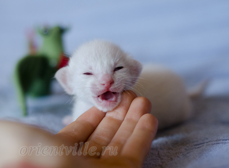 Сиамский котенок. 5 дней