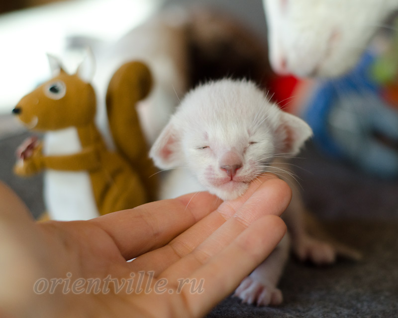 Сиамский котенок. 15 дней