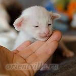 Сиамский котенок