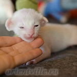 Сиамский котенок