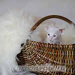 Сиамский котенок. 26 дней