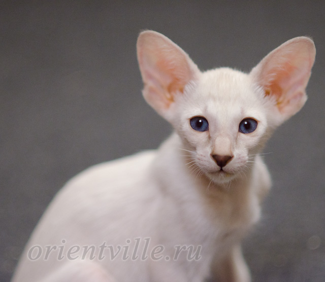 Сиамский котенок. 2 мес