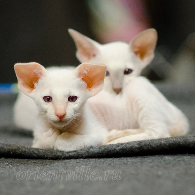 Сиамский котенок. 2 мес