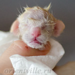 Сиамский котенок