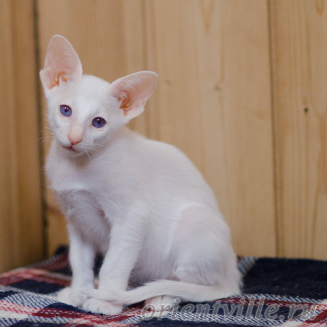 Сиамский котенок. 2 мес
