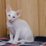 Сиамский котенок. 2 мес