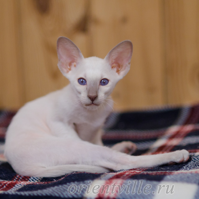 Сиамский котенок. 2 мес
