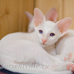 Сиамский котенок. 2 мес