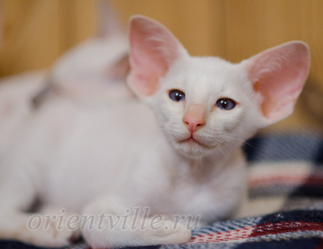 Сиамский котенок. 2 мес