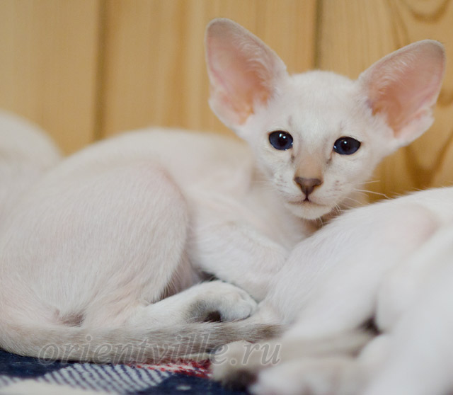 Сиамский котенок. 2 мес