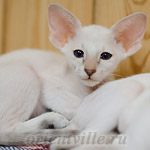 Сиамский котенок. 2 мес