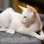 Сиамский котенок. 2 мес