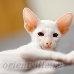 Сиамский котенок. 2 мес