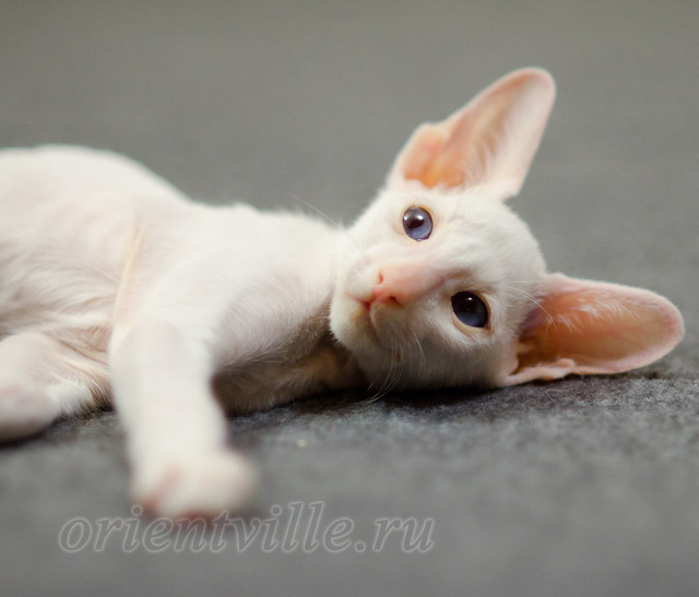 Сиамский котенок. 2 мес