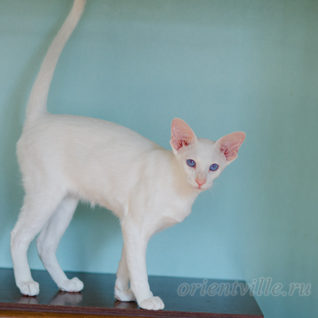 Сиамский котенок. 5 мес