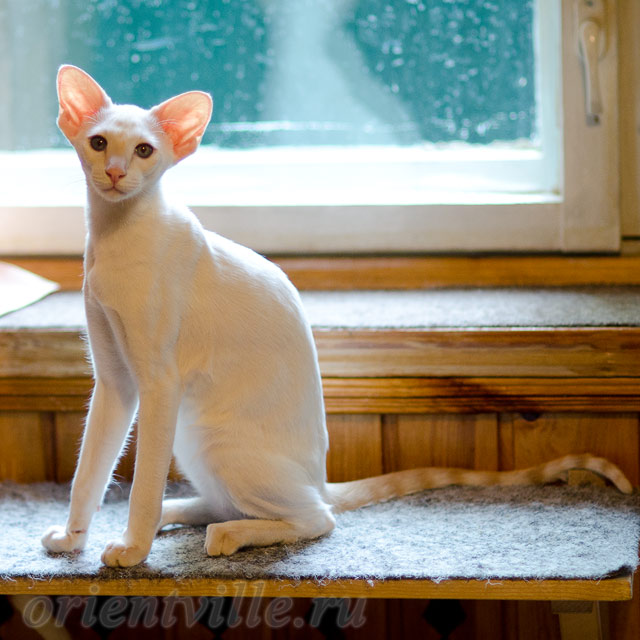 Сиамский котенок. 6 мес