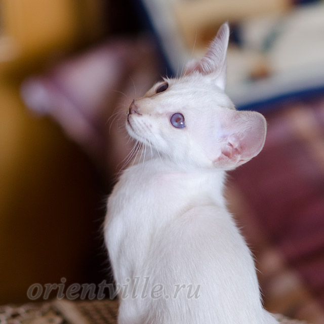 Сиамский котенок. 2 мес.