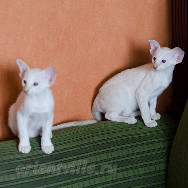 Сиамский котенок. 2 мес.